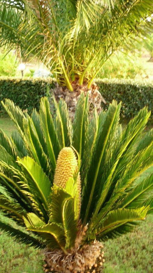 Agriturismo Isidoro Fertilia Bagian luar foto